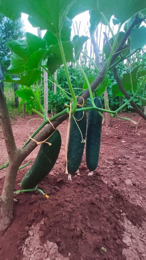 Privatni Smjestaj "Mratinje" Affittacamere Plužine Esterno foto